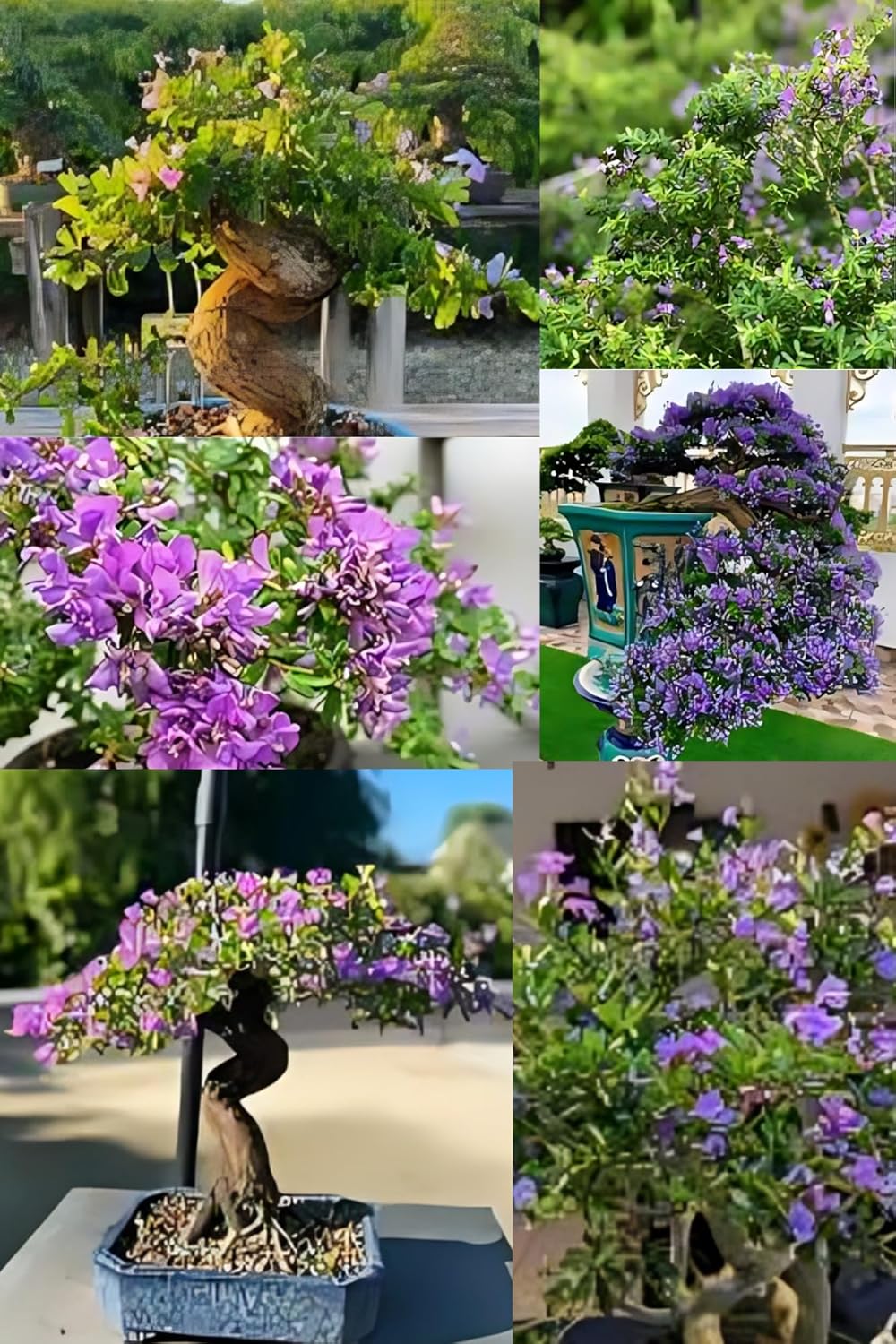 Rare  Bonsai Blue Bell Flower Plant (Height 1-2 Feet) Blue Bell Original Hybrid Variety Flower  Plant For Home Garden Excellent Choice For Indoor Or Outdoor  Tree Pack Of -1