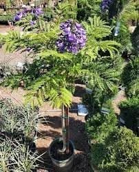 Jacaranda Blue Mimosifolia) Flowers Plant (Height 1.5-2 Feet) All Season Amrud (Blue) Skin With Fresh Organic Varieties Flower Fragrance: Mild And Sweet (Pack Of-1) Gardening  Tree