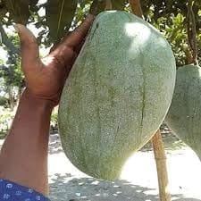 Fresh & Healthy Brunei King (4Kg) Mango Fruit Plant (Height 1.5-2 Feet) After Fruit 8-10 Month With Fresh Organic Hybrid Varieties Grafted Fruit Tree (Pack Of-1) Outdoor Fruit Tree Fresh & Healthy Brunei King (4Kg) Mango Fruit Plant (Height 1.5-2 Feet) After Fruit 8-10 Month With Fresh Organic Hybrid Varieties Grafted Fruit Tree (Pack Of-1) Outdoor Fruit Tree