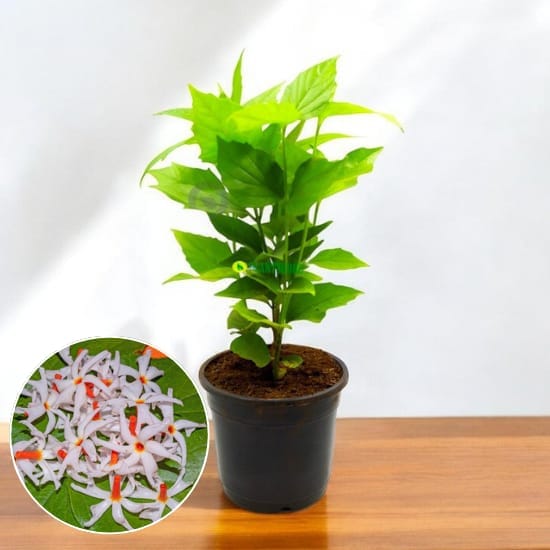 Parajat/ (Night-Flowering Jasmine)  Plant (Heaght 1.5-2 Feet) Orignal Hybrid Variety Flolwer Plant (Sacred And Highly Fragrant Flowers Plant) For Home Graden Outdoor  Tree