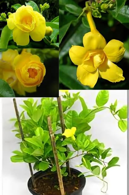 Rare  Allamanda Yellwo Duble Patel Flower Plant (Height 1.5-2 Feet) Allamanda Orignal Rare Variety Flower Plant (Pack Of 1) For Home Garden Outdoor Tree
