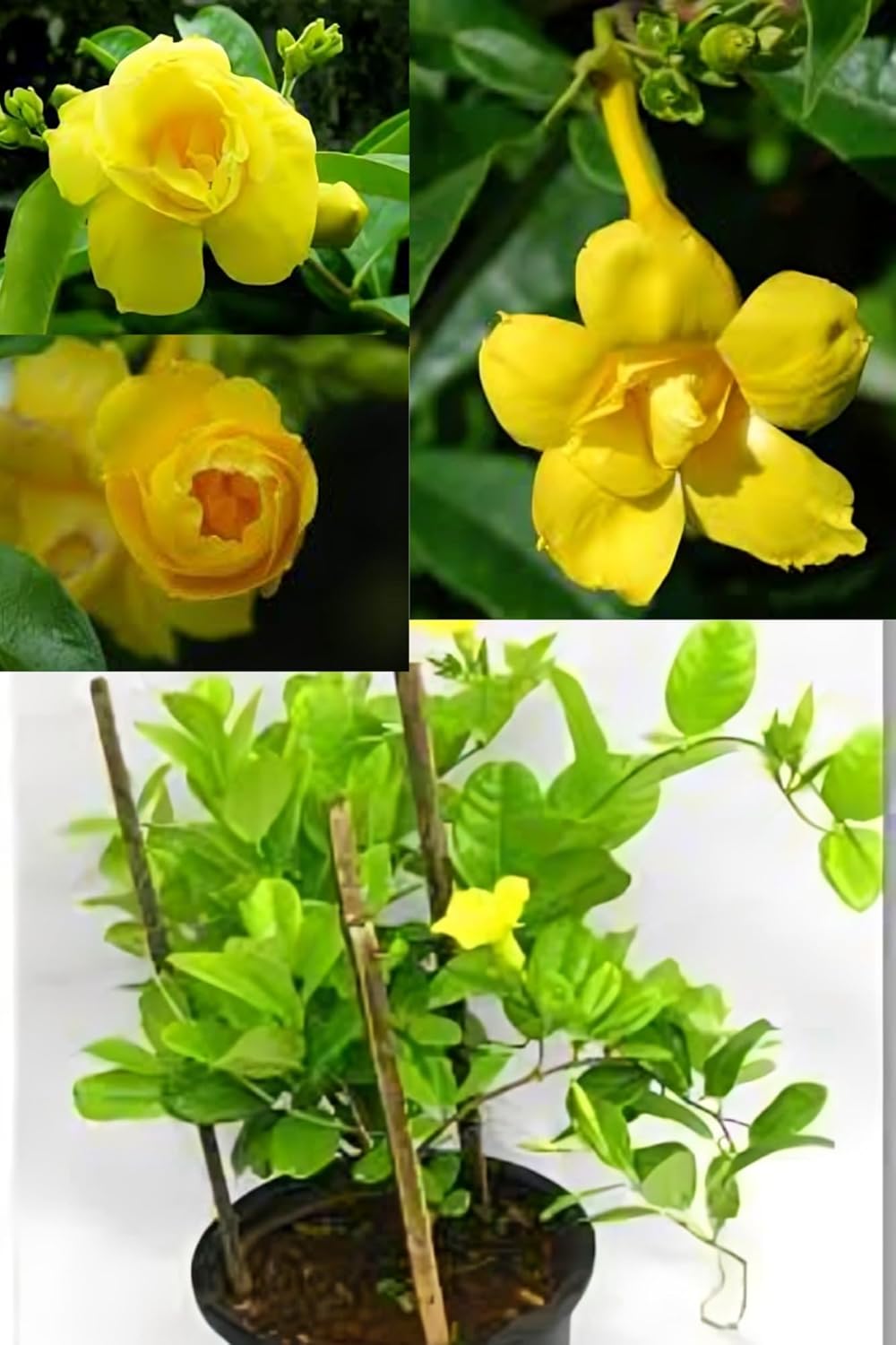 Rare  Allamanda Yellwo Duble Patel Flower Plant (Height 1.5-2 Feet) Allamanda Orignal Rare Variety Flower Plant (Pack Of 1) For Home Garden Outdoor Tree