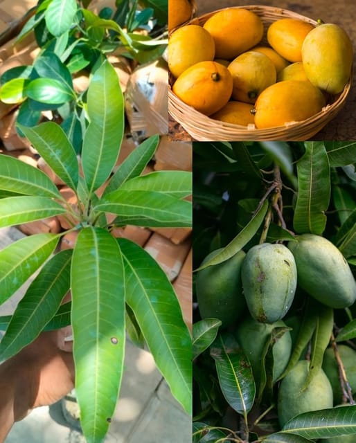 Rare Variety Kesar Mango Fruit Plant Hybrid (1.5-2 Feet Height) Kesar Mango Plant Original Rare  Mango Grafted Fruit Plant (1 Healthy Plant) For Home Graden Outdoor  Tree