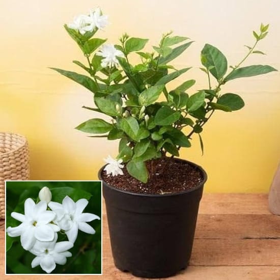 Indian Jasmine, Juhi, Jui, Jai, Jasmine Molle Flower  Plant (Height 1.5-2 Feet) Air Layered Fragrance :Strong, Sweet, And Exotic (1Healthy  Plant) For Home Garden