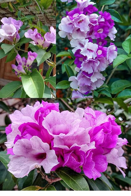 Rare Garlic Vine (Mansoa Alliacea) Ajos Sacha, False Garlic, Garlic Creeper  Plant (Height 1-2 Feet) Air Layered, Flowering Climbing Vine Mildly Fragrant, 1 Healthy Plant For Home Garden