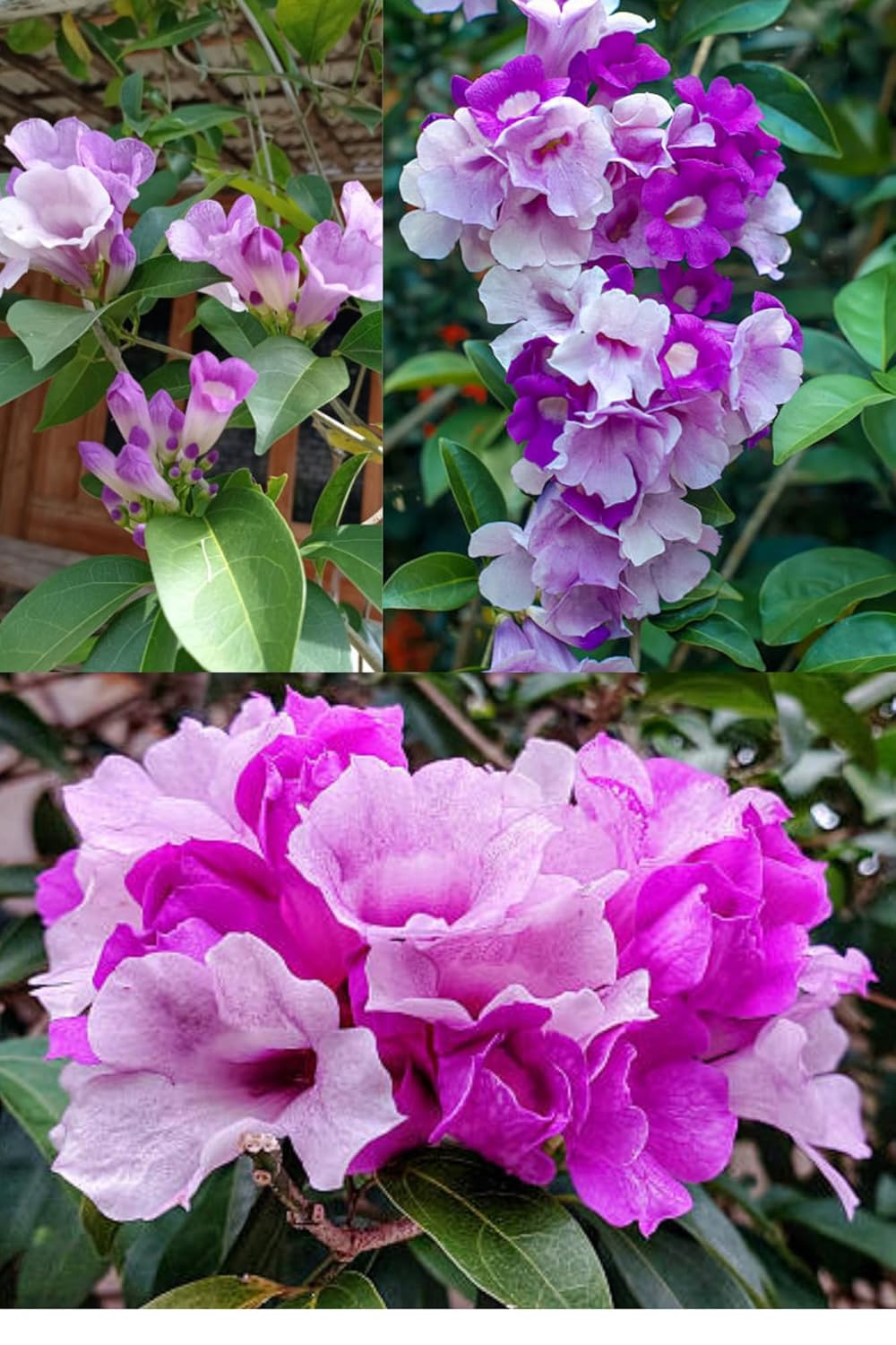 Rare Garlic Vine (Mansoa Alliacea) Ajos Sacha, False Garlic, Garlic Creeper  Plant (Height 1-2 Feet) Air Layered, Flowering Climbing Vine Mildly Fragrant, 1 Healthy Plant For Home Garden