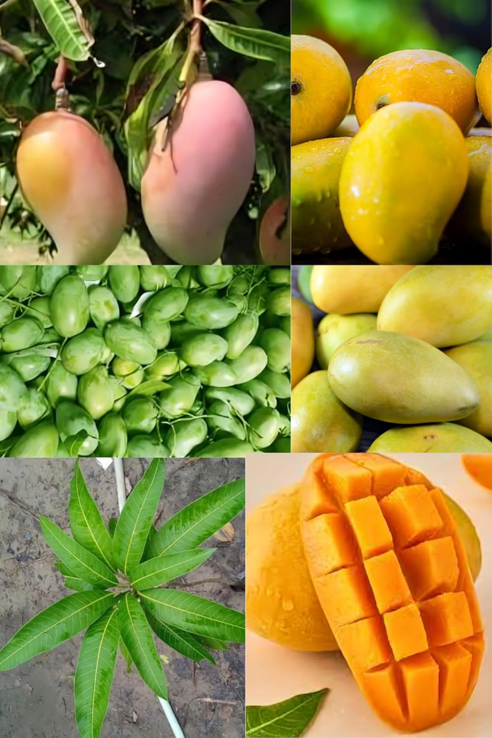 Rare  Sweet Amrapali Mango Fruit Plant (Heaight 1.5-2 Feet) Mango Plant Orignal Hybrid Grafted Fruit Plant [Sweet Flavor Taste] For Home Graden Outdor  Tree (Pack Of-1)