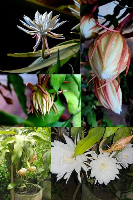 Fresh Brahma Kamal Lord Brahma Flowers Plant (Height 1-2 Feet) All Season Amrud (Green) Skin With Fresh Organic Varieties Fragrant, White Flowers Sweet Aroma |Gardening tree Pack -1