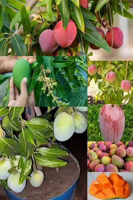 Sweet All Time Mango Fruit Plant (Heaight 1.5-2 Feet) Mango Hybrid Grafted Variety Fruit Plant Fruit After 6-7 Month All Season Fruit Thailand Baramasi Mangoplant Outdoor tree