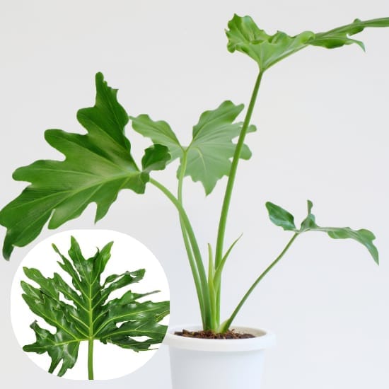 Philodendron Selloum Plant | Lacy Philodendron  Plant | Green - Big Split Leaf, For Home, And Graden Take