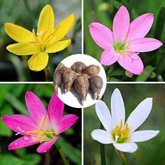 Rain Lily Multicolour Flowering Blubs (Hybrid Pack Of-4 Pics) For Home Garden High Germinated Rain Lily  Blubs Take