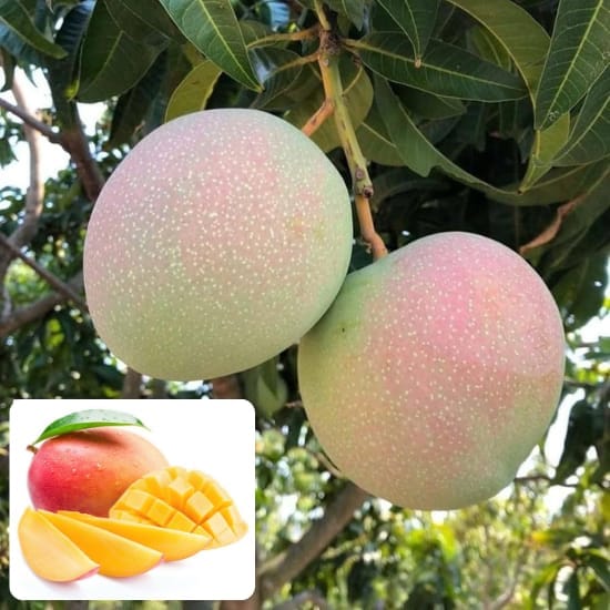 R2E2 Mango Aam Grafted Fruit  Plant (Height 1.5-2 Feet) flesh is firm, juicy, and low in fiber, with a mild, sweet flavor, 1 Healthy Plant For Home Garden Take