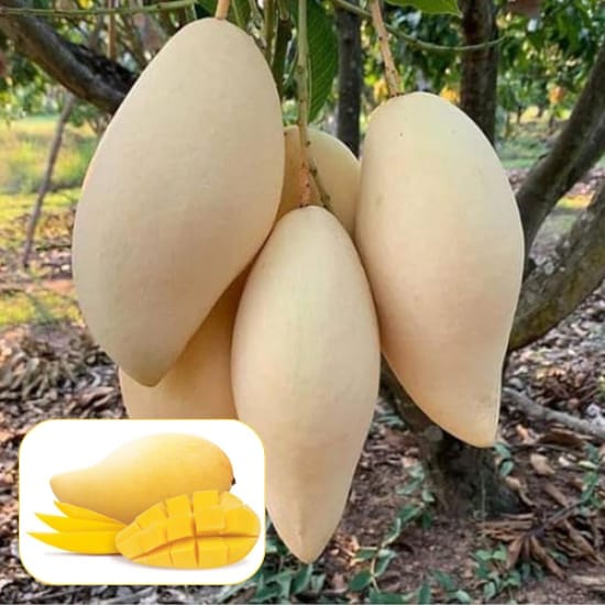 Thai Nam Doc Mai All Time Aam Grafted Mango Fruit  Plant (Height 1.5-2 Feet) sweet, aromatic mangoes, 1 Healthy Plant For Home Garden Take