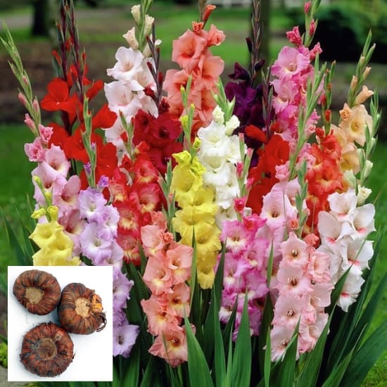 Gladiolus Multicolour Flowering Blubs (Pack Of -5 Blubs)Gladiolus flowers also make excellent cut flowers, For Home Garden Take