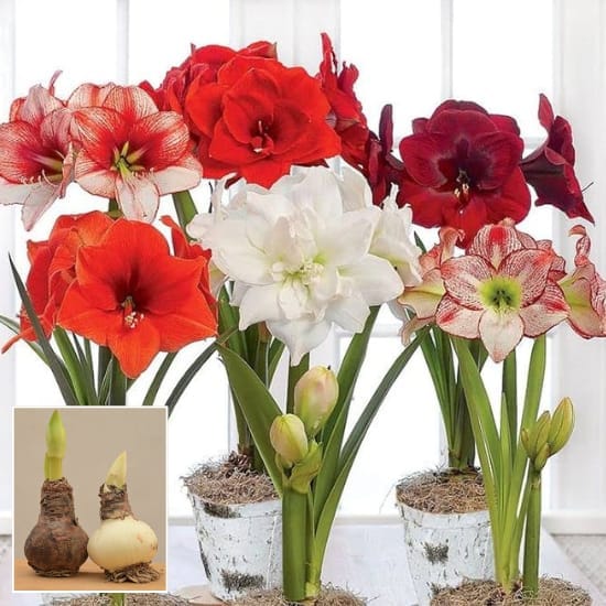 Amaryllis Lily Multicolor Flower Blubs (Pack Of-4 Blubs) beautiful colour to your house or yard,  ideal for Home Garden Take