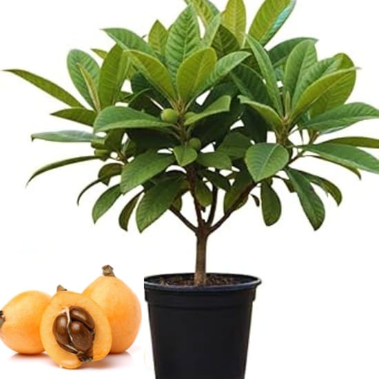 Loquat Fruit  Plant (Height 1-2 Feet)  sweet to mildly tangy taste, For Home Garden Take