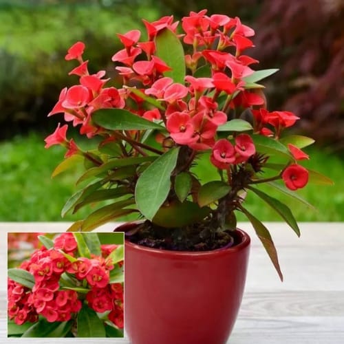 Euphorbia (Red) Milli Flower  Plant (Height 1.5-2 Feet) For Home Garden Take