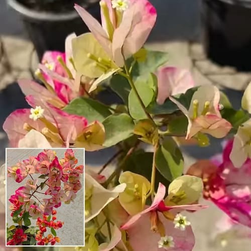 Bougainvillea (Chitra) Flower  Plant (Height 1-2 Feet) For Home Garden Take
