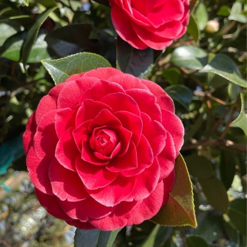 Black Lace Camellia (Camellia japonica ‘Black Lace’) Flower  Plant (Height 1.5-2 Feet )  For Home Garden Take