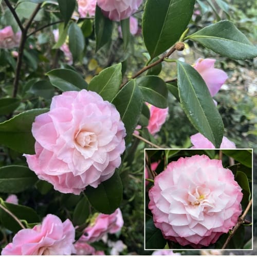 Nuccio’s Pearl Camellia (Camellia japonica ‘Nuccio’s Pearl’) Flower  Plant ( Height 1.5-2 Feet ) For Home Garden