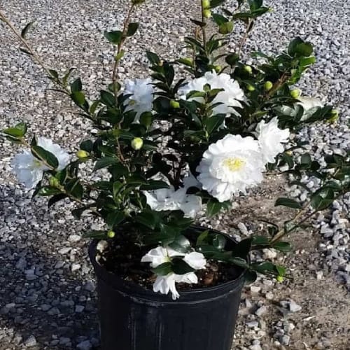 Silver Waves Camellia (Camellia japonica ‘Silver Waves’) Flower Plant (Height 1.5-2 Feet) For Home Garden