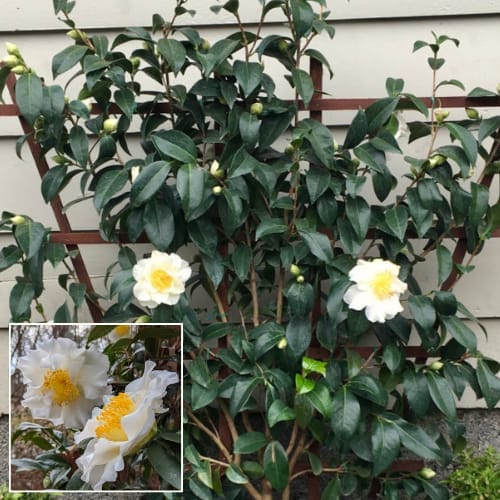 Silver Waves Camellia (Camellia japonica ‘Silver Waves’) Flower  Plant (Height 1.5-2 Feet) For Home Garden