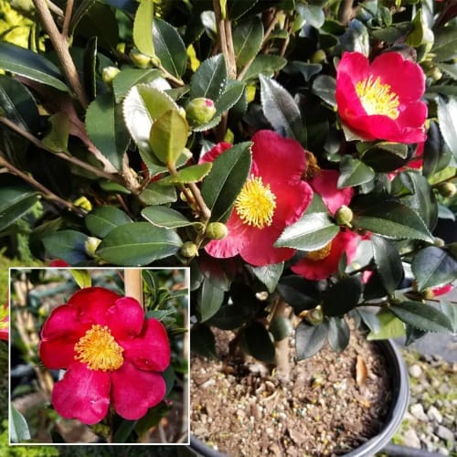 Yuletide Camellia Flower  Plant  (Height 1.5-2  Feet ) For Home Garden