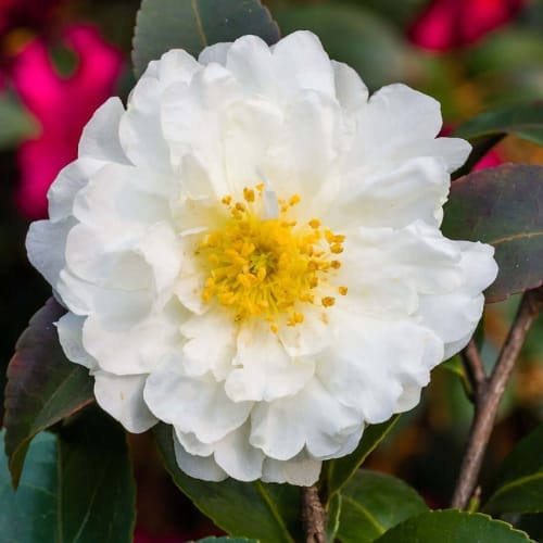 ZXXYANBI White Doves Camellia Flower  Plant (Height 1.5-2 Feet) For Home Garden