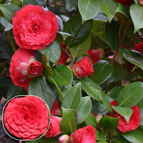 ZXXYANBI 'Nuccio's Bella Rosa' Camellia Flower   Plant  (Height 1.5-2 Feet ) For Home Garden
