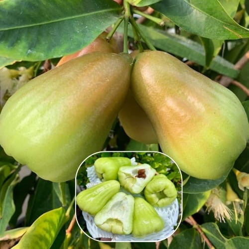 Thai Varity Green Wax Water Apple Fruit  Plant (Height 1.5 -2 Feet ) For Home Garden