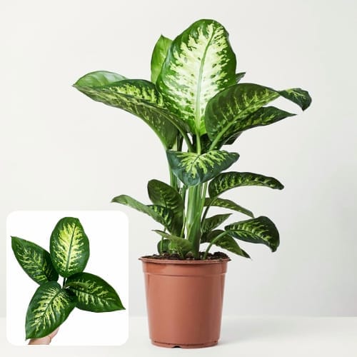ZXXYANBI Dieffenbachia/Dumb Cane Air Purifier Indoor Lucky Plant For Living Room, Bedroom, Office, Home, And Graden Decor