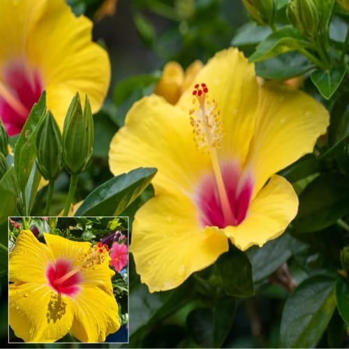 Yellow Hibiscus Flower  Plant (Height 1-1.5 Feet) Hybrid Joba, For Home Garden