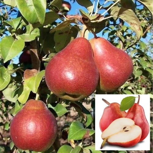 Red Per Nashpati Layering/Grafted Fruit  Plant (Height 1-2 Feet ) For Home Garden