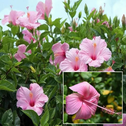 pink Colour Hibiscus Joba Flower  Plant (Height 1-1.5 Feet) soft pink flowers bloom repeatedly throughout the warm season,  For Home Garden