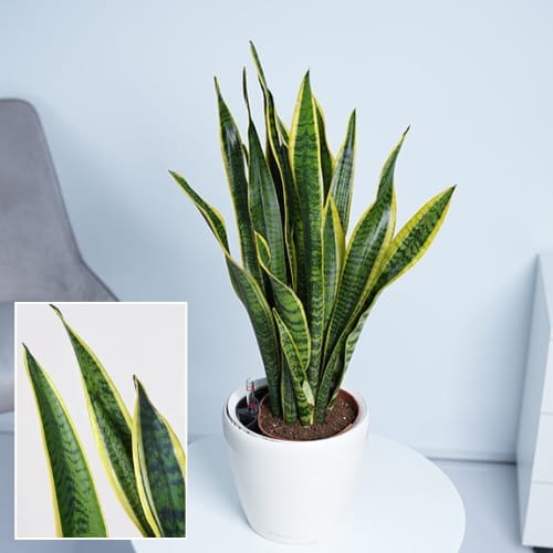 Sansevieria Gold Flame Snake Plant Air Purifier Indoor Lucky Plant For Living Room, Bedroom, Office, Home, And Graden Decor