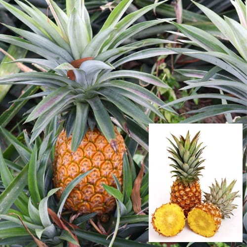 Pineapple Fruit  Plant (Height 1-2 Feet ) ananas, anarash Pack of 1  Healthy Plant For Home Garden