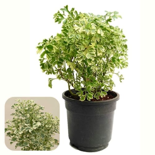 Aralia Variegated Mini Plant Air Purifier Indoor Lucky Plant For Living Room, Bedroom, Office, Home, And Graden Decor -Easy Care