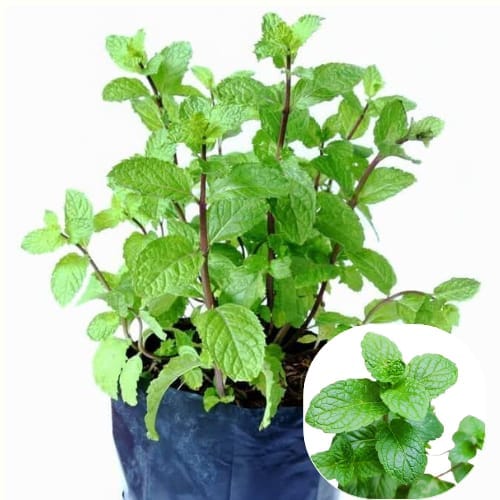 Pudina Mint Mentha Herb Refreshing Fragrance   Plant  ideal for home gardening and adds freshness, flavor, and greenery to any space.