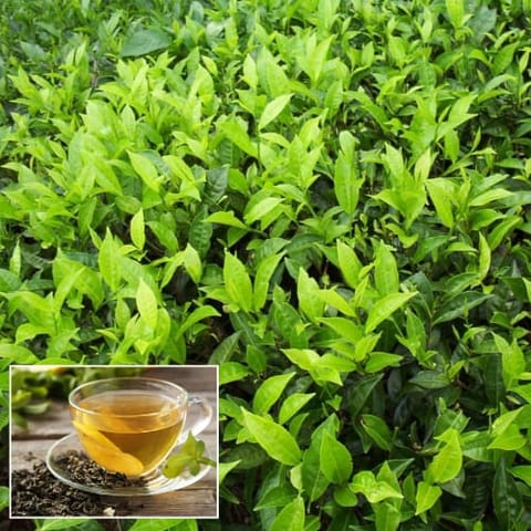 Refreshing Darjeeling Tea Plant | Buy Online | ZXXYANBI