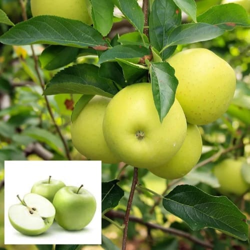 Granny Smith Apple Seb Layering/Grafted Fruit  Plant (Height 1-1.5 Feet) bright green skin, crisp texture, and refreshing tart flavor, 1 Healthy Fresh Plant For Home Garden