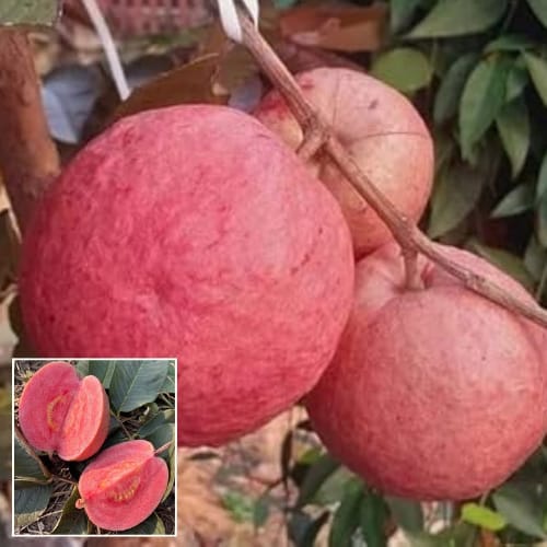 Malaysian Red Guava Grafting Fruit  Plant (Height 1.5-2 Feet) deep red flesh, sweet flavor 1 Healthy Plant For Home Garden