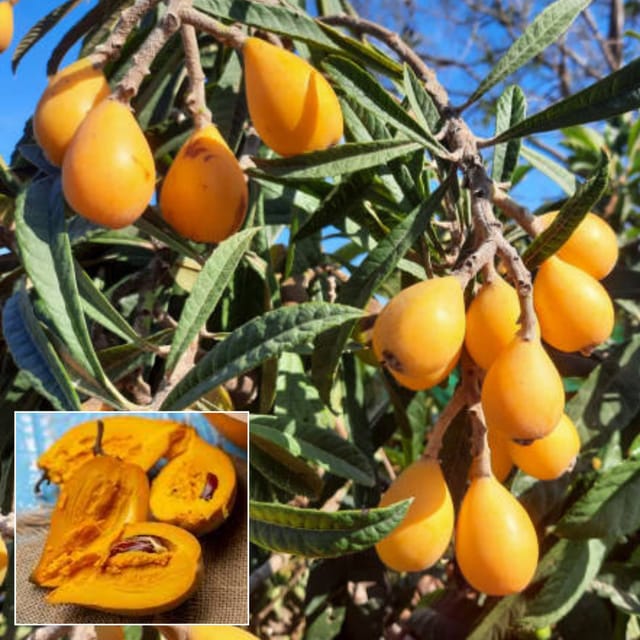Rare Egg Fruit  Plant (Height 1-1.5 Feet ) egg-yolk–like fruit with a sweet, subtly spicy flavor 1 Plant For Home Garden