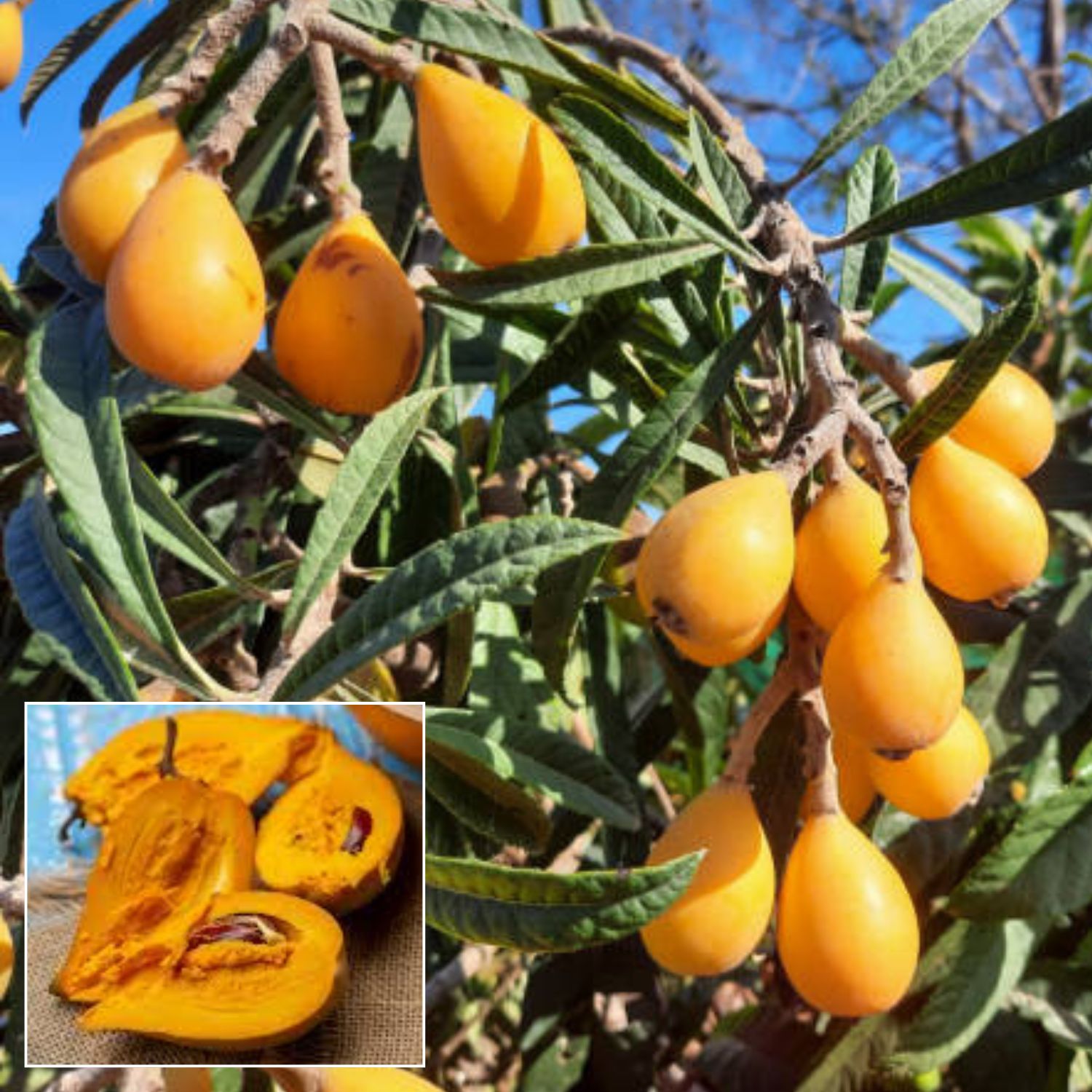 Rare Egg Fruit  Plant (Height 1-1.5 Feet ) egg-yolk–like fruit with a sweet, subtly spicy flavor 1 Plant For Home Garden
