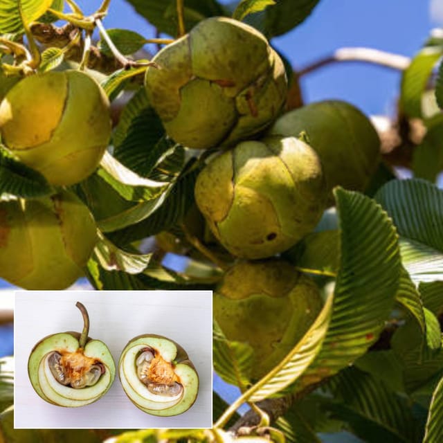 All Time Chalta/ Elephant Apple Fruit  Plant (Height  1-2 Feet )  1 Fresh  Healthy Plant For Home Garden