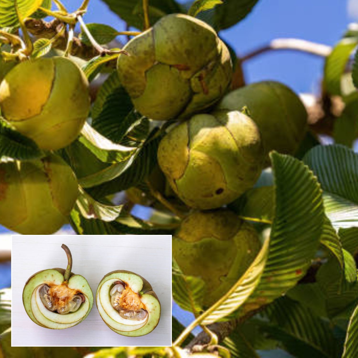 All Time Chalta/ Elephant Apple Fruit  Plant (Height  1-2 Feet )  1 Fresh  Healthy Plant For Home Garden