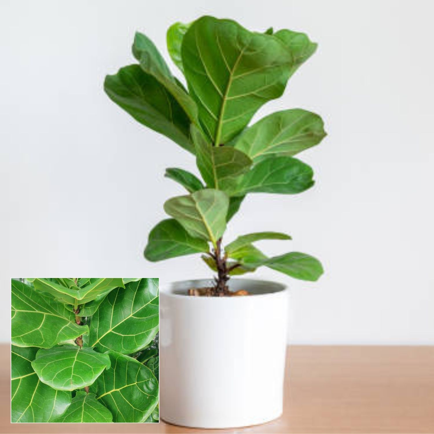 Fiddle Leaf  Fig Plant - Bambino Air Purifier Indoor Lucky Plant For Living Room, Bedroom, Office, Home, And Graden Decor Easy Care