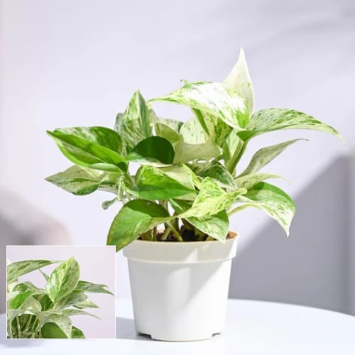 Marble Queen Money Plant Air Purifier Indoor Lucky Plant For Living Room, Bedroom, Office, Home, And Graden Decor Easy Care
