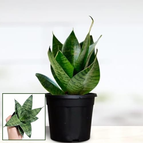 Snake plant Green  Air Purifier Indoor Lucky Plant For Living Room, Bedroom, Office, Home, And Graden Decor Easy Care