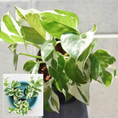 Money plant N'Joy  Air Purifier Indoor Lucky Plant For Living Room, Bedroom, Office, Home, And Graden Decor Easy Care