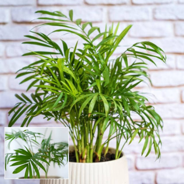 Areca plam plant Air Purifier Indoor Lucky Plant For Living Room, Bedroom, Office, Home, And Graden Decor